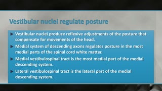  Vestibular nuclei produce reflexive adjustments of the posture that
compensate for movements of the head.
 Medial system of descending axons regulates posture in the most
medial parts of the spinal cord white matter.
 Medial vestibulospinal tract is the most medial part of the medial
descending system.
 Lateral vestibulospinal tract is the lateral part of the medial
descending system.
 