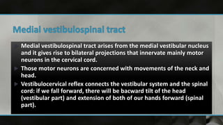  Medial vestibulospinal tract arises from the medial vestibular nucleus
and it gives rise to bilateral projections that innervate mainly motor
neurons in the cervical cord.
 Those motor neurons are concerned with movements of the neck and
head.
 Vestibulocervical reflex connects the vestibular system and the spinal
cord: if we fall forward, there will be bacward tilt of the head
(vestibular part) and extension of both of our hands forward (spinal
part).
 