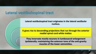 Lateral vestibulospinal tract originates in the lateral vestibular
nucleus.
It gives rise to descending projections that run through the anterior
medial spinal cord white matter.
They innervate mostly neurons in lumbosacral enlargement
ipsilaterally: maintaining the extensor tone of the anti-gravity
muscles of the lower extremities.
 