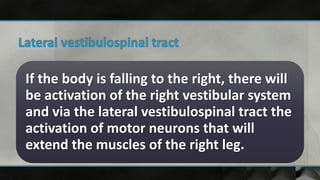 If the body is falling to the right, there will
be activation of the right vestibular system
and via the lateral vestibulospinal tract the
activation of motor neurons that will
extend the muscles of the right leg.
 