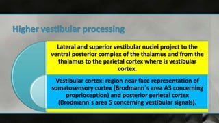 Lateral and superior vestibular nuclei project to the
ventral posterior complex of the thalamus and from the
thalamus to the parietal cortex where is vestibular
cortex.
Vestibular cortex: region near face representation of
somatosensory cortex (Brodmann´s area A3 concerning
proprioception) and posterior parietal cortex
(Brodmann´s area 5 concerning vestibular signals).
 