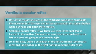  One of the major functions of the vestibular nuclei is to coordinate
the movements of the eyes so that we can mantain the stable fixation
while our head and body are in motion.
 Vestibulo-occular reflex: if we fixate our eyes in the spot that is
located in the midline (between our eyes) and turn the head to the
left, our eyes are going to move to the right.
 So in this case, there is activation of the left horizontal semicircular
canal and inactivation of the right horizontal semicircular canal.
 