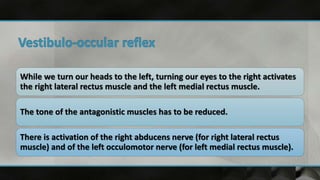 While we turn our heads to the left, turning our eyes to the right activates
the right lateral rectus muscle and the left medial rectus muscle.
The tone of the antagonistic muscles has to be reduced.
There is activation of the right abducens nerve (for right lateral rectus
muscle) and of the left occulomotor nerve (for left medial rectus muscle).
 