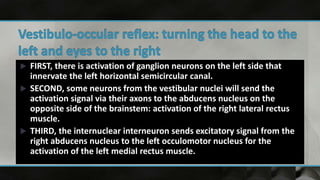  FIRST, there is activation of ganglion neurons on the left side that
innervate the left horizontal semicircular canal.
 SECOND, some neurons from the vestibular nuclei will send the
activation signal via their axons to the abducens nucleus on the
opposite side of the brainstem: activation of the right lateral rectus
muscle.
 THIRD, the internuclear interneuron sends excitatory signal from the
right abducens nucleus to the left occulomotor nucleus for the
activation of the left medial rectus muscle.
 