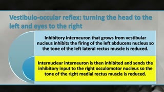 Inhibitory interneuron that grows from vestibular
nucleus inhibits the firing of the left abducens nucleus so
the tone of the left lateral rectus muscle is reduced.
Internuclear interneuron is then inhibited and sends the
inhibitory input to the right occulomotor nucleus so the
tone of the right medial rectus muscle is reduced.
 