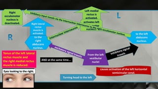 Turning head to the left
causes activation of the left horizontal
semicircular canal.
From the left
vestibular
nuclei
to the
right
abducens
nucleus.
Right lateral
rectus
muscle is
activated.
activates left
occulomotor
nucleus.
Left medial
rectus is
activated.
AND at the same time...
to the left
abducens
nucleus.
Right
occulomotor
nucleus is
deactivated.
Tonus of the left lateral
rectus muscle and
the right medial rectus
muscle is reduced.
Eyes looking to the right.
 