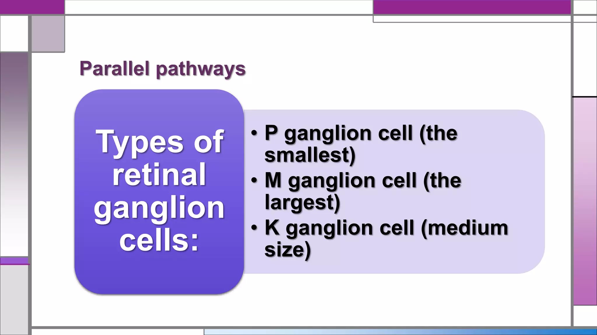 • P ganglion cell (the
smallest)
• M ganglion cell (the
largest)
• K ganglion cell (medium
size)
Types of
retinal
ganglion
cells:
Parallel pathways
 
