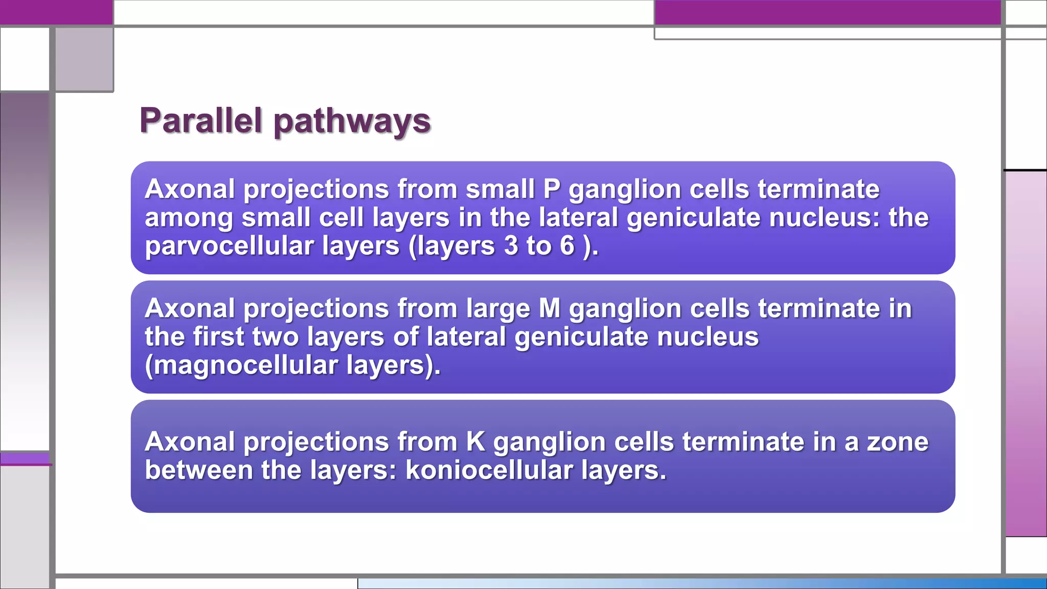 Axonal projections from small P ganglion cells terminate
among small cell layers in the lateral geniculate nucleus: the
parvocellular layers (layers 3 to 6 ).
Axonal projections from large M ganglion cells terminate in
the first two layers of lateral geniculate nucleus
(magnocellular layers).
Axonal projections from K ganglion cells terminate in a zone
between the layers: koniocellular layers.
Parallel pathways
 