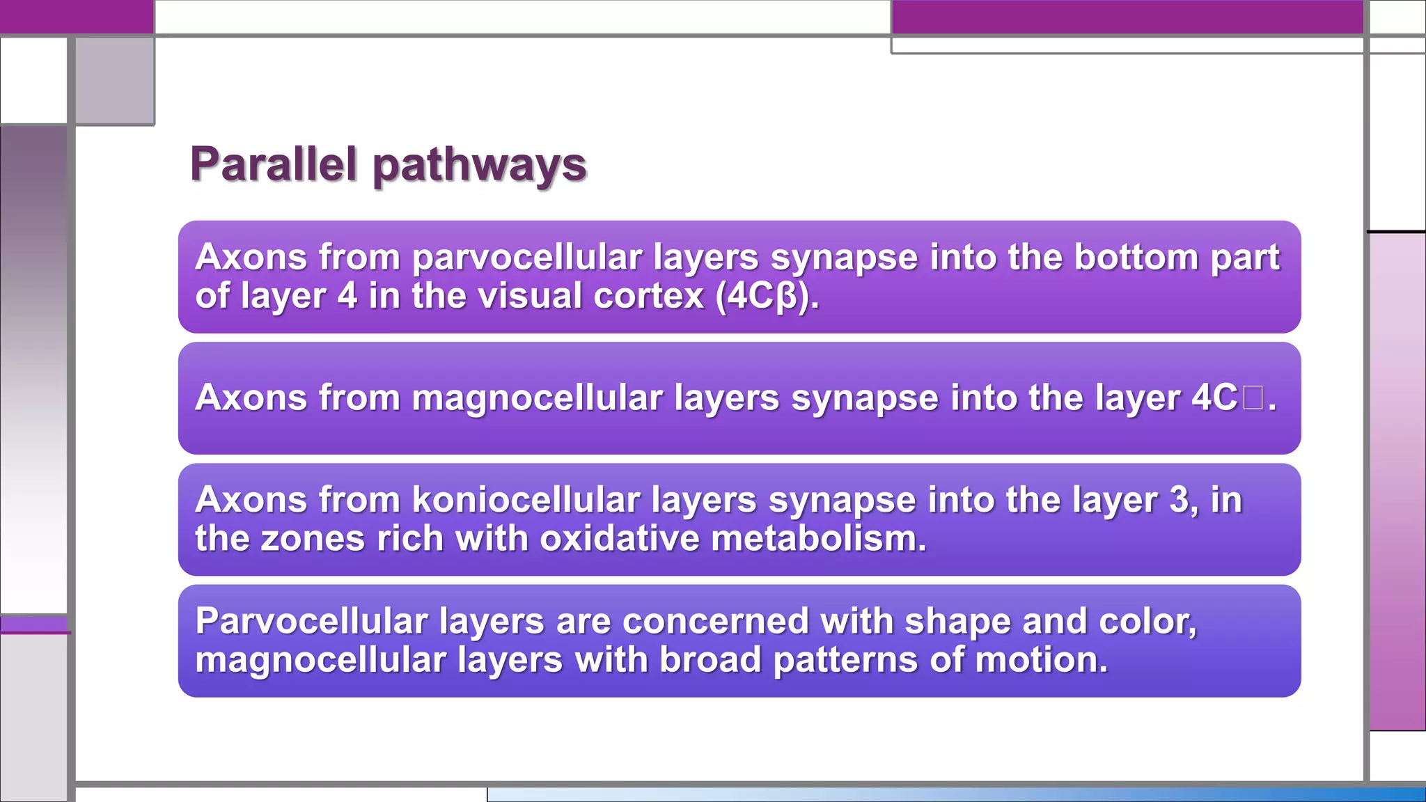 Axons from parvocellular layers synapse into the bottom part
of layer 4 in the visual cortex (4Cβ).
Axons from magnocellular layers synapse into the layer 4C .
Axons from koniocellular layers synapse into the layer 3, in
the zones rich with oxidative metabolism.
Parvocellular layers are concerned with shape and color,
magnocellular layers with broad patterns of motion.
Parallel pathways
 