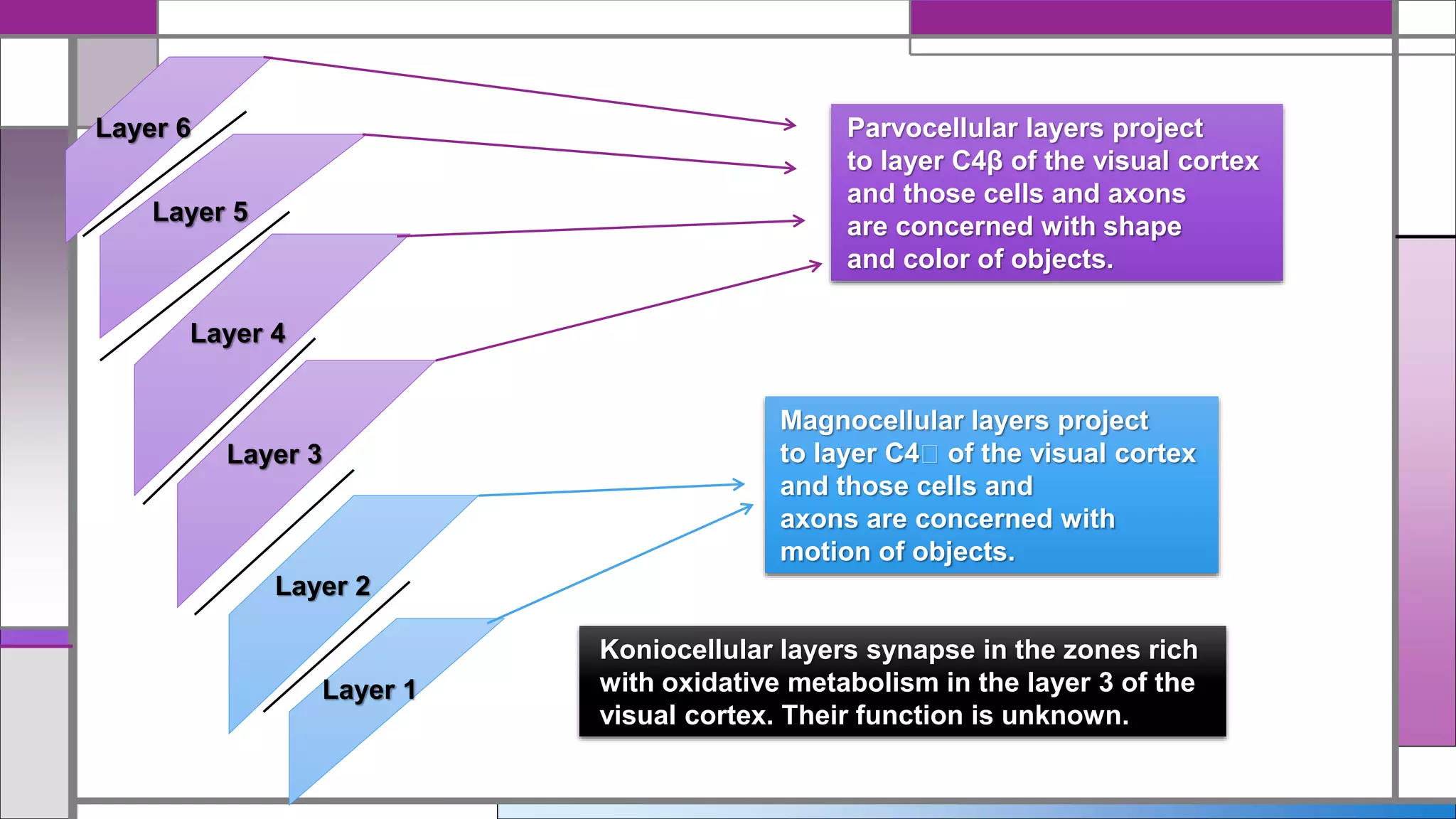 Layer 5
Layer 4
Layer 3
Layer 6
Layer 2
Layer 1
Parvocellular layers project
to layer C4β of the visual cortex
and those cells and axons
are concerned with shape
and color of objects.
Magnocellular layers project
to layer C4 of the visual cortex
and those cells and
axons are concerned with
motion of objects.
Koniocellular layers synapse in the zones rich
with oxidative metabolism in the layer 3 of the
visual cortex. Their function is unknown.
 
