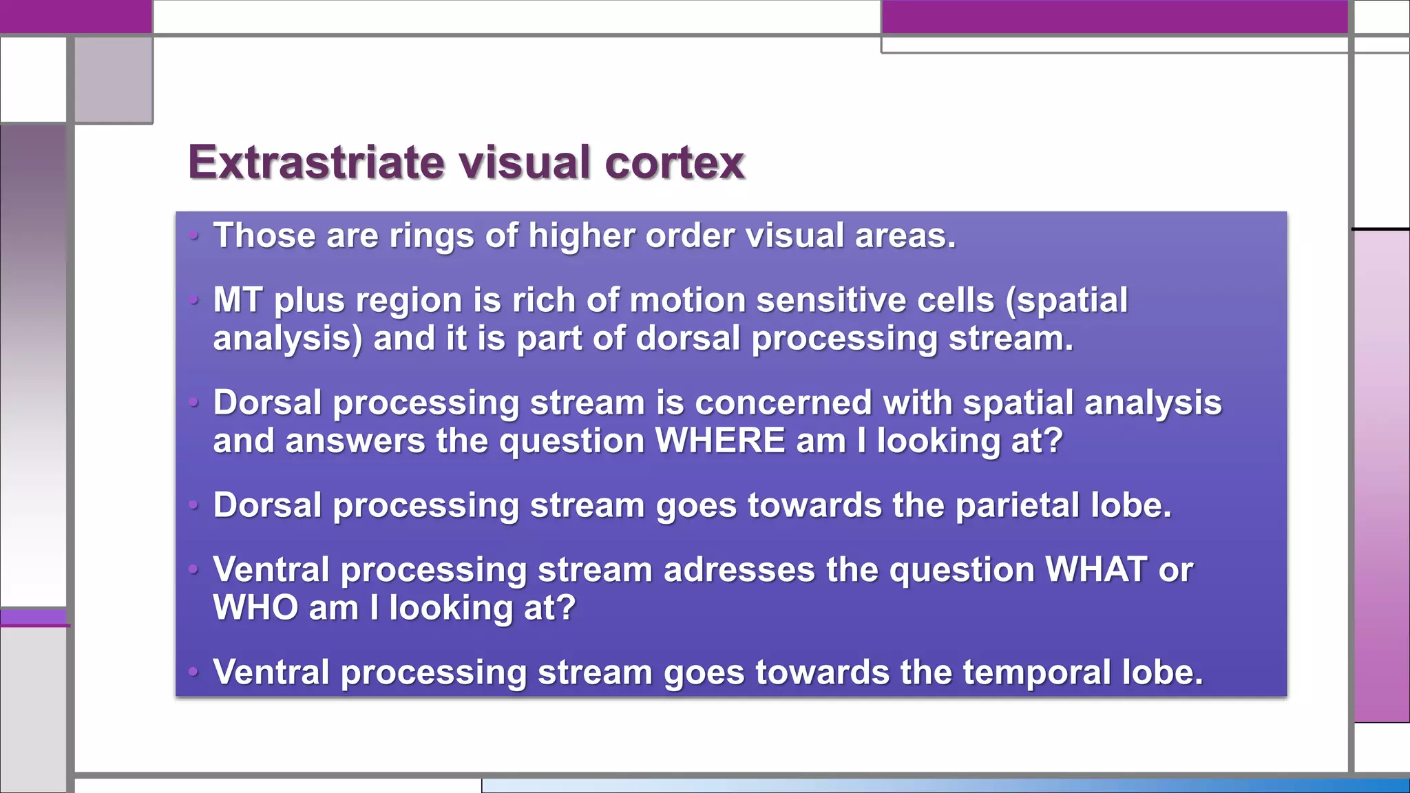 • Those are rings of higher order visual areas.
• MT plus region is rich of motion sensitive cells (spatial
analysis) and it is part of dorsal processing stream.
• Dorsal processing stream is concerned with spatial analysis
and answers the question WHERE am I looking at?
• Dorsal processing stream goes towards the parietal lobe.
• Ventral processing stream adresses the question WHAT or
WHO am I looking at?
• Ventral processing stream goes towards the temporal lobe.
Extrastriate visual cortex
 