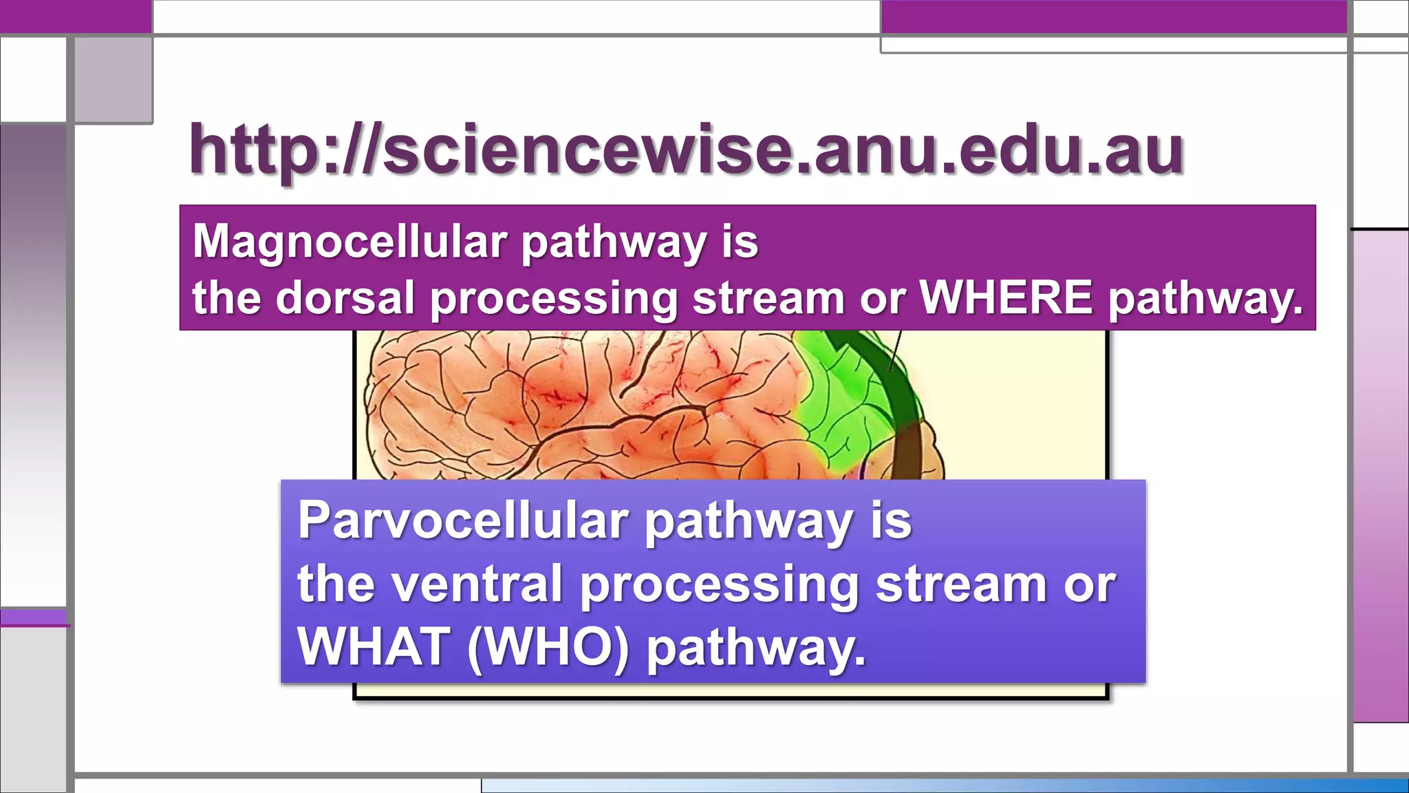 http://sciencewise.anu.edu.au
Magnocellular pathway is
the dorsal processing stream or WHERE pathway.
Parvocellular pathway is
the ventral processing stream or
WHAT (WHO) pathway.
 