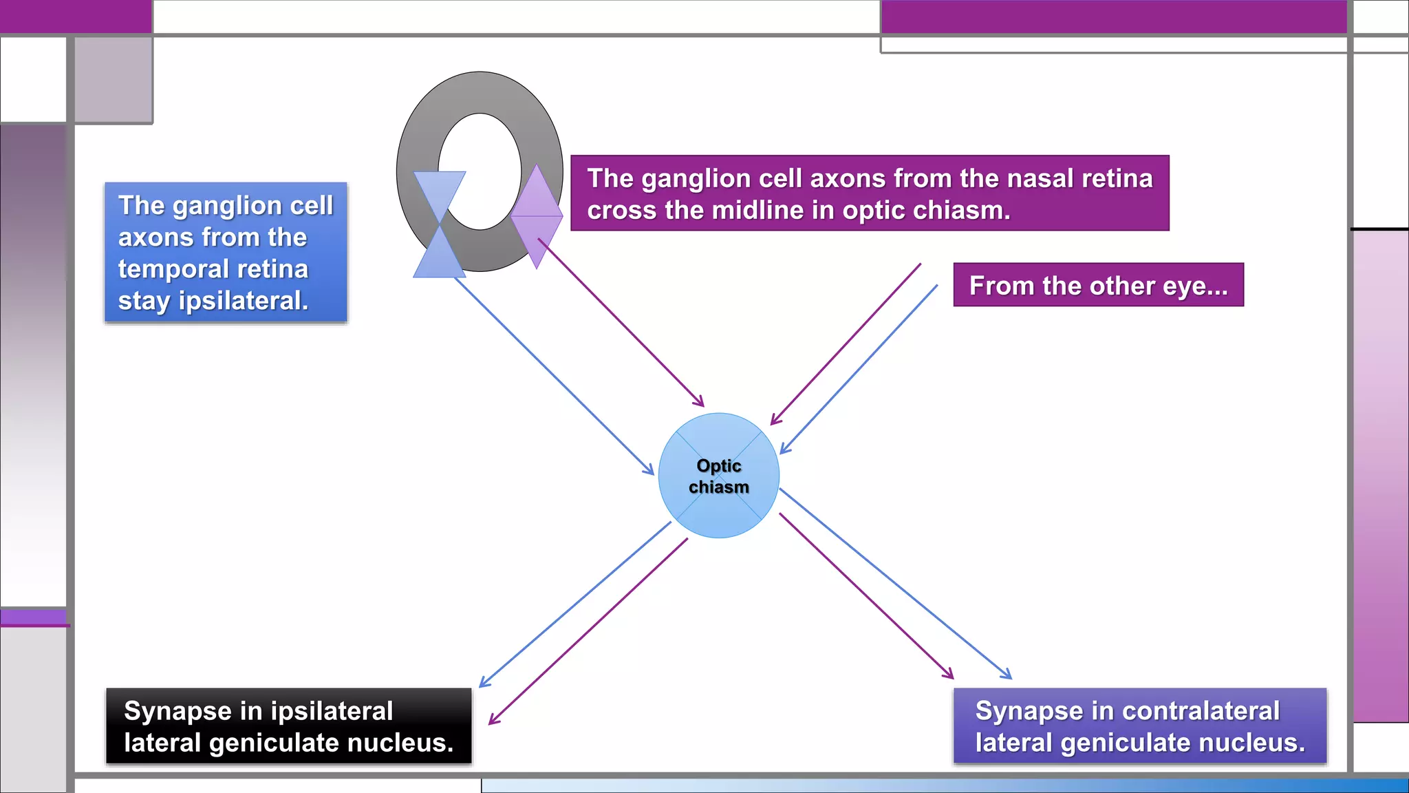 The ganglion cell axons from the nasal retina
cross the midline in optic chiasm.
Optic
chiasm
Synapse in contralateral
lateral geniculate nucleus.
The ganglion cell
axons from the
temporal retina
stay ipsilateral.
Synapse in ipsilateral
lateral geniculate nucleus.
From the other eye...
 