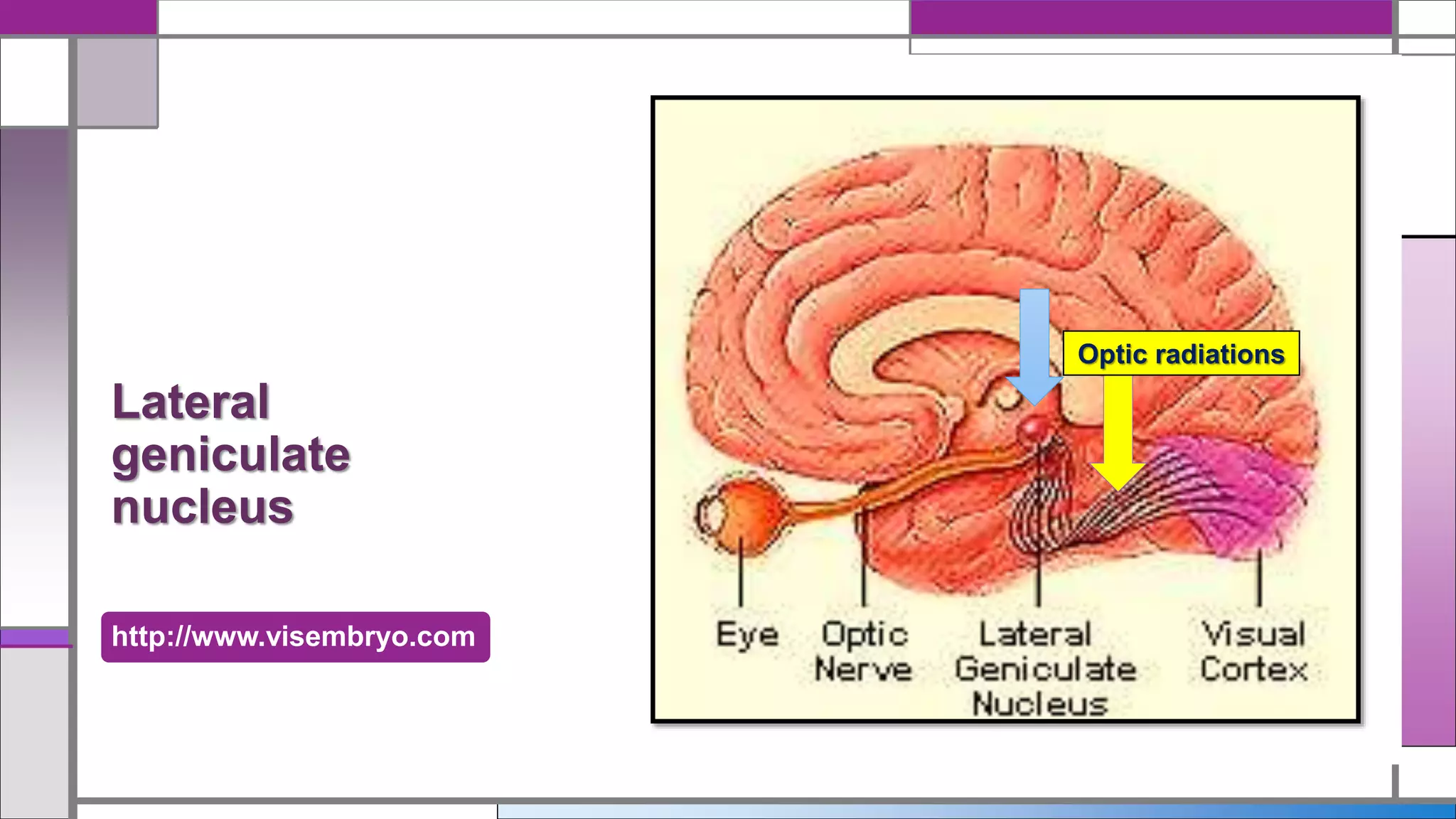 http://www.visembryo.com
Lateral
geniculate
nucleus
Optic radiations
 