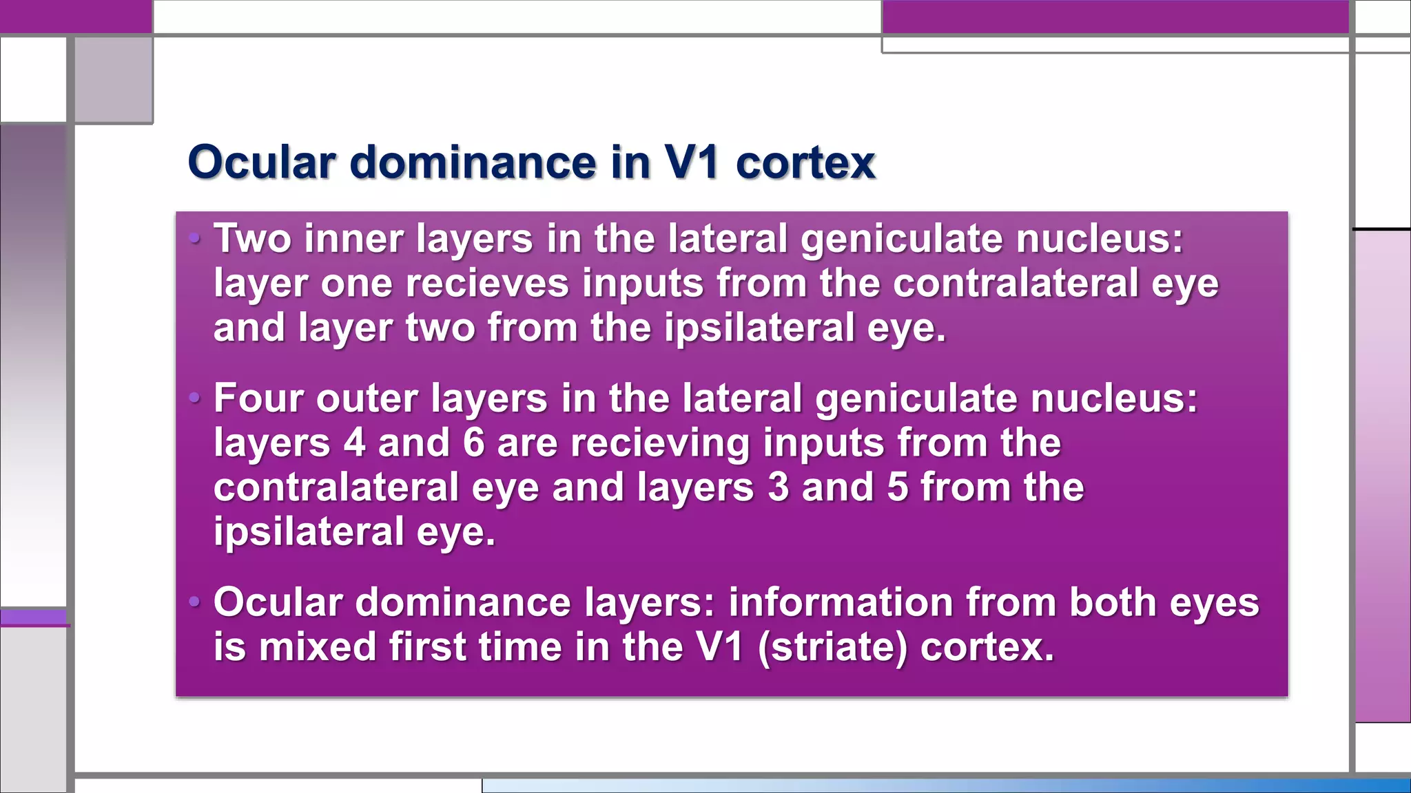 • Two inner layers in the lateral geniculate nucleus:
layer one recieves inputs from the contralateral eye
and layer two from the ipsilateral eye.
• Four outer layers in the lateral geniculate nucleus:
layers 4 and 6 are recieving inputs from the
contralateral eye and layers 3 and 5 from the
ipsilateral eye.
• Ocular dominance layers: information from both eyes
is mixed first time in the V1 (striate) cortex.
Ocular dominance in V1 cortex
 