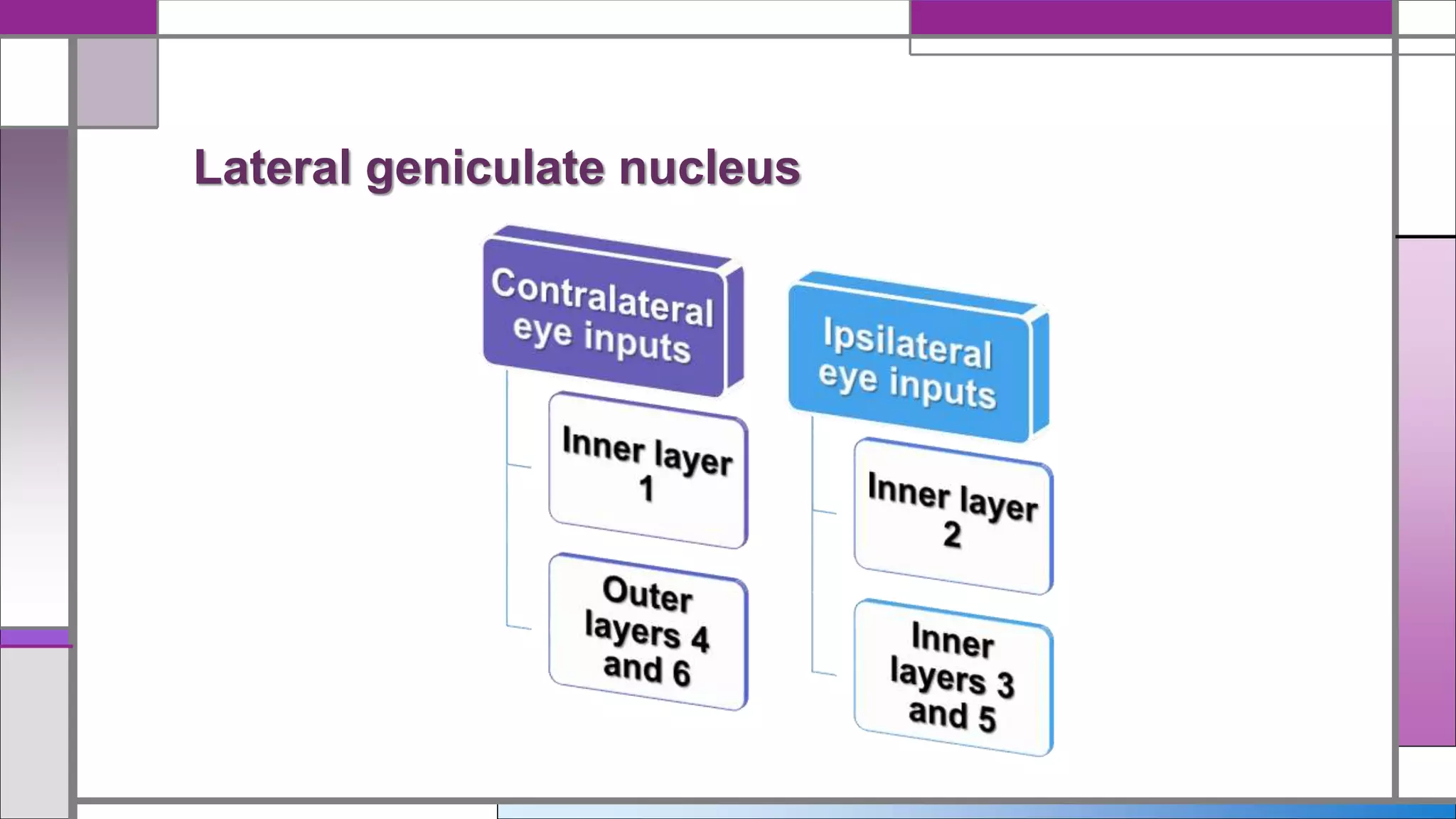 Lateral geniculate nucleus
 