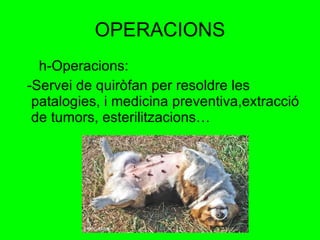 OPERACIONS h-Operacions: -Servei de quiròfan per resoldre les patalogies, i medicina preventiva,extracció de tumors, esterilitzacions… 