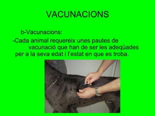 VACUNACIONS b-Vacunacions: -Cada animal requereix unes pautes de  vacunació que han de ser les adeqüades per a la seva edat i l’estat en que es troba. 