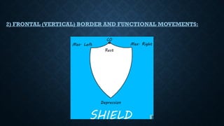 2) FRONTAL (VERTICAL) BORDER AND FUNCTIONAL MOVEMENTS:
 