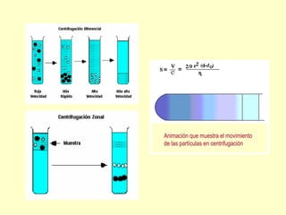 Animación que muestra el movimiento
de las partículas en centrifugación
 