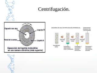 Centrifugación.

 