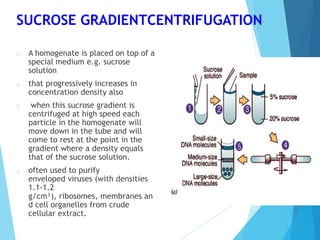 SUCROSE GRADIENTCENTRIFUGATION
o A homogenate is placed on top of a
special medium e.g. sucrose
solution
o that progressively increases in
concentration density also
o when this sucrose gradient is
centrifuged at high speed each
particle in the homogenate will
move down in the tube and will
come to rest at the point in the
gradient where a density equals
that of the sucrose solution.
o often used to purify
enveloped viruses (with densities
1.1-1.2
g/cm³), ribosomes, membranes an
d cell organelles from crude
cellular extract.
 