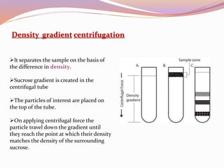 Density gradient centrifugation
It separates the sample on the basis of
the difference in density.
Sucrose gradient is created in the
centrifugal tube
The particles of interest are placed on
the top of the tube.
On applying centrifugal force the
particle travel down the gradient until
they reach the point at which their density
matches the density of the surrounding
sucrose.
 
