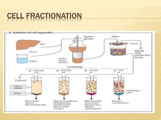 CELL FRACTIONATION
 