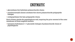 ▪ glycosidases that hydrolyze polysaccharide chains;
▪ acetylmuramoylL-alanine amidases that cleave polysaccharide polypeptide
linkages
▪ endopeptidases that lyse polypeptide chains.
Each of these attacks the peptidoglycan wall, requiring the prior removal of the outer
membrane of Gram-negative bacteria
▪ Lysozyme hydrolyzes β-1-4 glucosidic linkages of polysaccharide chains of
peptidoglycan
 