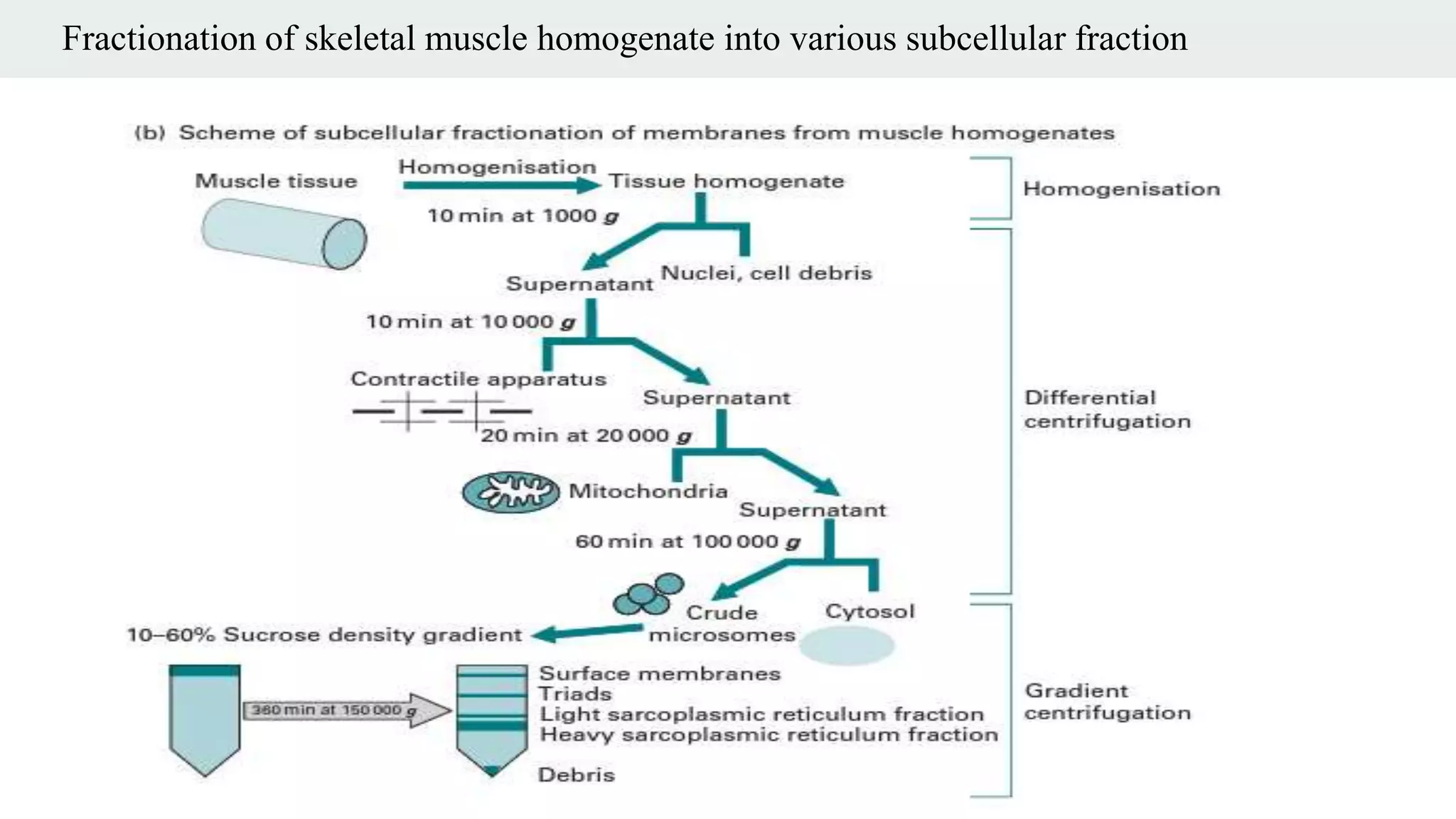 Fractionation of skeletal muscle homogenate into various subcellular fraction
 