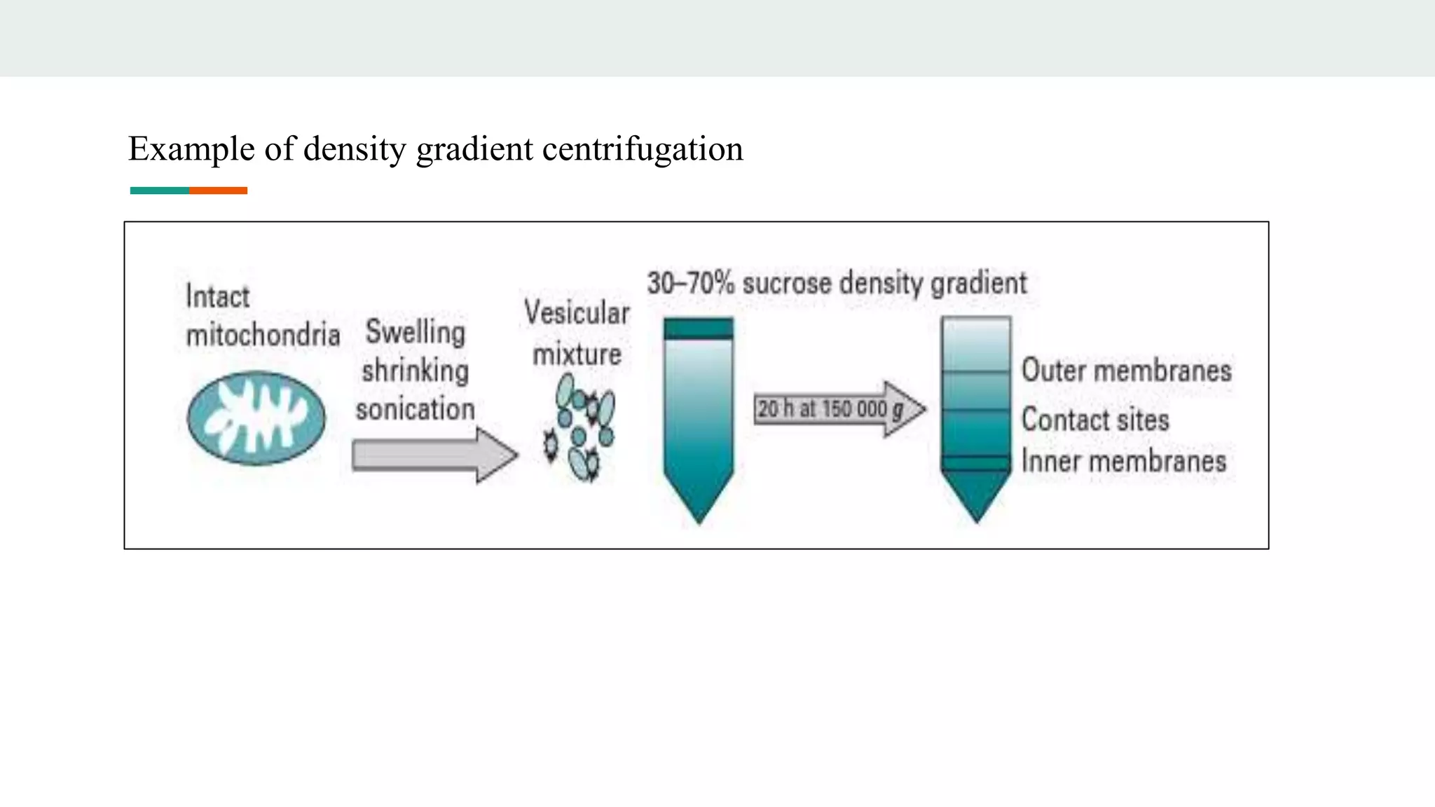 Example of density gradient centrifugation
 