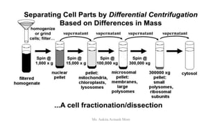 Ms. Ankita Avinash More
 