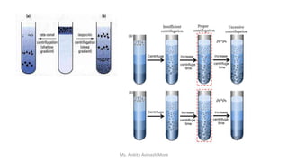 Ms. Ankita Avinash More
 