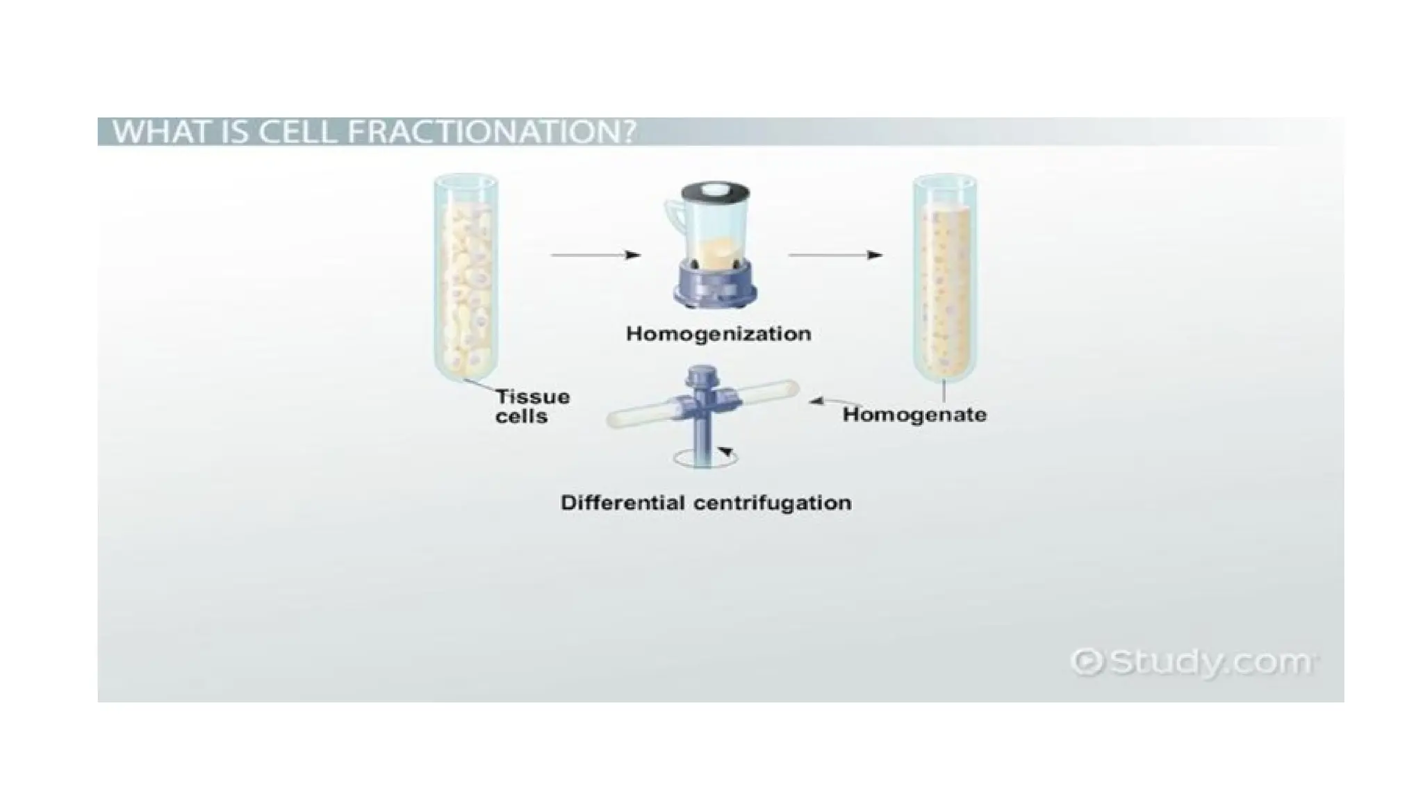 Centrifugation: methods of cell fractionation and the structure and ...