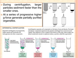  During centrifugation, larger
particles sediment faster than the
smaller ones.
 At a series of progressive higher
g-force generate partially purified
organelles.
 