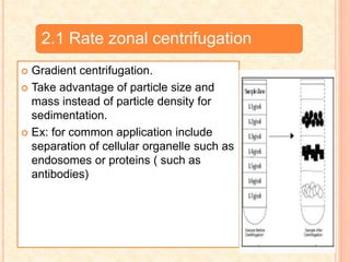 2.1 Rate zonal centrifugation
 Gradient centrifugation.
 Take advantage of particle size and
mass instead of particle density for
sedimentation.
 Ex: for common application include
separation of cellular organelle such as
endosomes or proteins ( such as
antibodies)
 
