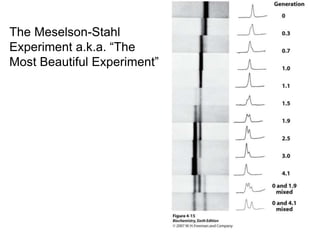 The Meselson-Stahl 
Experiment a.k.a. “The 
Most Beautiful Experiment” 
 