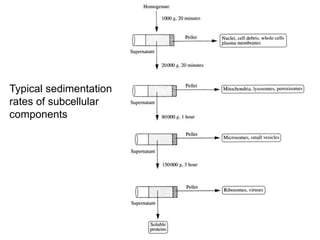 Typical sedimentation 
rates of subcellular 
components 
 