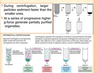  During centrifugation, larger
particles sediment faster than the
smaller ones.
 At a series of progressive higher
g-force generate partially purified
organelles.
 