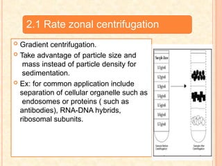 2.1 Rate zonal centrifugation
 Gradient centrifugation.
 Take advantage of particle size and
mass instead of particle density for
sedimentation.
 Ex: for common application include
separation of cellular organelle such as
endosomes or proteins ( such as
antibodies), RNA-DNA hybrids,
ribosomal subunits.
 