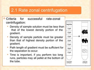 2.1 Rate zonal centrifugation
 Criteria for successful rate-zonal
centrifugation:
 Density of sample solution must be less than
that of the lowest density portion of the
gradient.
 Density of sample particle must be greater
than that of highest density portion of the
gradient.
 Path length of gradient must be sufficient for
the separation to occur.
 Time is important, if you perform too long
runs, particles may all pellet at the bottom of
the tube.
 