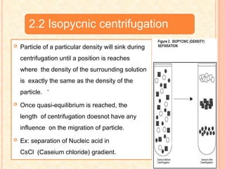 2.2 Isopycnic centrifugation
 Particle of a particular density will sink during
centrifugation until a position is reaches
where the density of the surrounding solution
is exactly the same as the density of the
particle. ‘
 Once quasi-equilibrium is reached, the
length of centrifugation doesnot have any
influence on the migration of particle.
 Ex: separation of Nucleic acid in
CsCl (Caseium chloride) gradient.
 