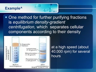 Example^ One method for further purifying fractions is  equilibrium density-gradient centrifugation,  which  separates cellular components according to their density at a high speed (about 40,000 rpm) for several hours 