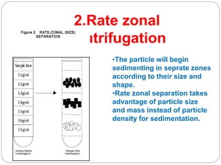2.Rate zonal
centrifugation
•The particle will begin
sedimenting in seprate zones
according to their size and
shape.
•Rate zonal separation takes
advantage of particle size
and mass instead of particle
density for sedimentation.
 