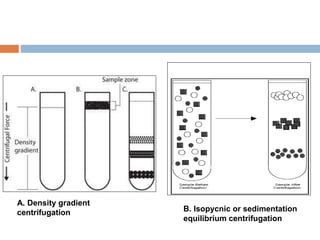 A. Density gradient
centrifugation B. Isopycnic or sedimentation
equilibrium centrifugation
 