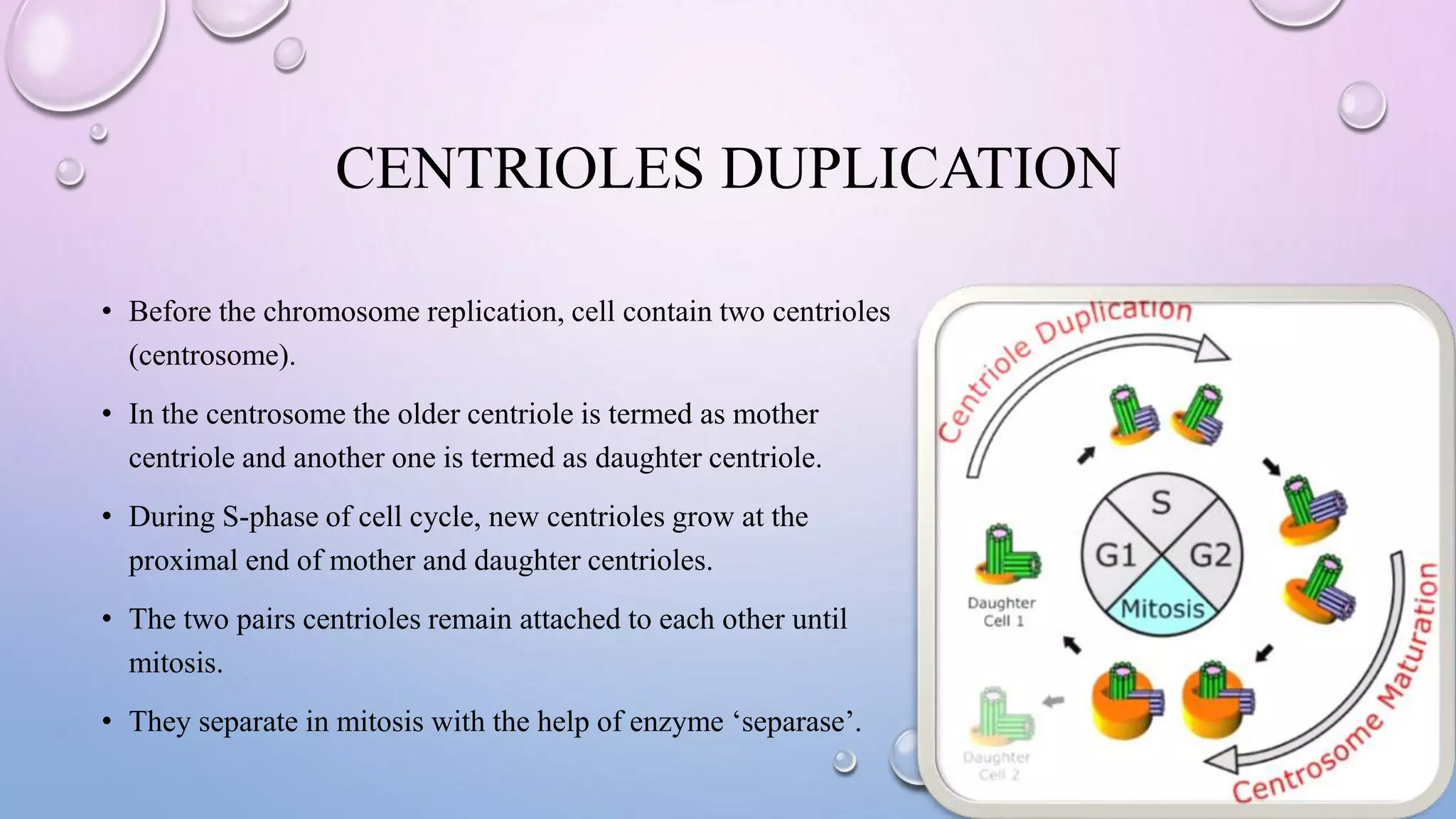 CENTRIOLES DUPLICATION
• Before the chromosome replication, cell contain two centrioles
(centrosome).
• In the centrosome the older centriole is termed as mother
centriole and another one is termed as daughter centriole.
• During S-phase of cell cycle, new centrioles grow at the
proximal end of mother and daughter centrioles.
• The two pairs centrioles remain attached to each other until
mitosis.
• They separate in mitosis with the help of enzyme ‘separase’.
 