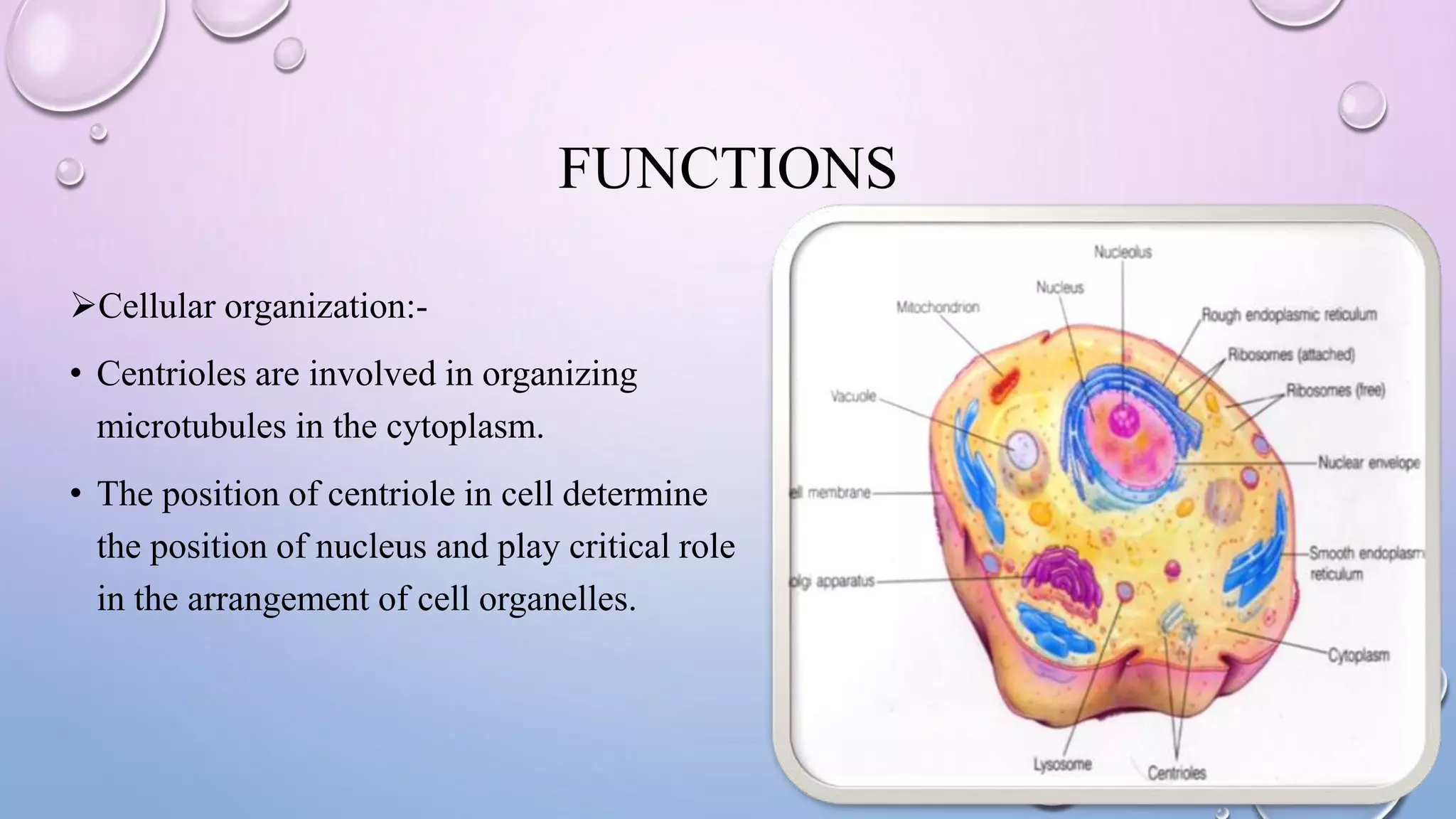 FUNCTIONS
Cellular organization:-
• Centrioles are involved in organizing
microtubules in the cytoplasm.
• The position of centriole in cell determine
the position of nucleus and play critical role
in the arrangement of cell organelles.
 