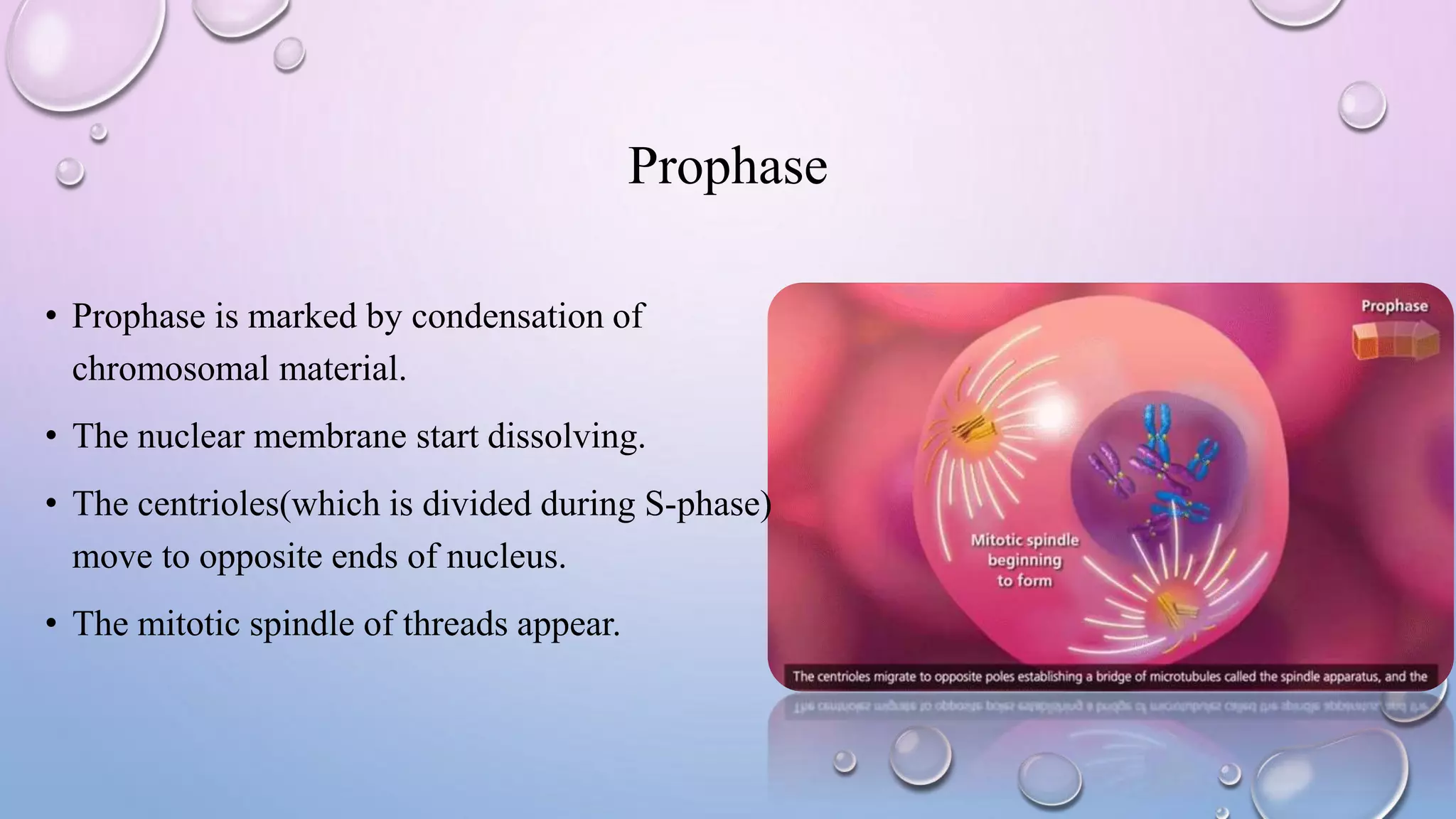 Prophase
• Prophase is marked by condensation of
chromosomal material.
• The nuclear membrane start dissolving.
• The centrioles(which is divided during S-phase)
move to opposite ends of nucleus.
• The mitotic spindle of threads appear.
 