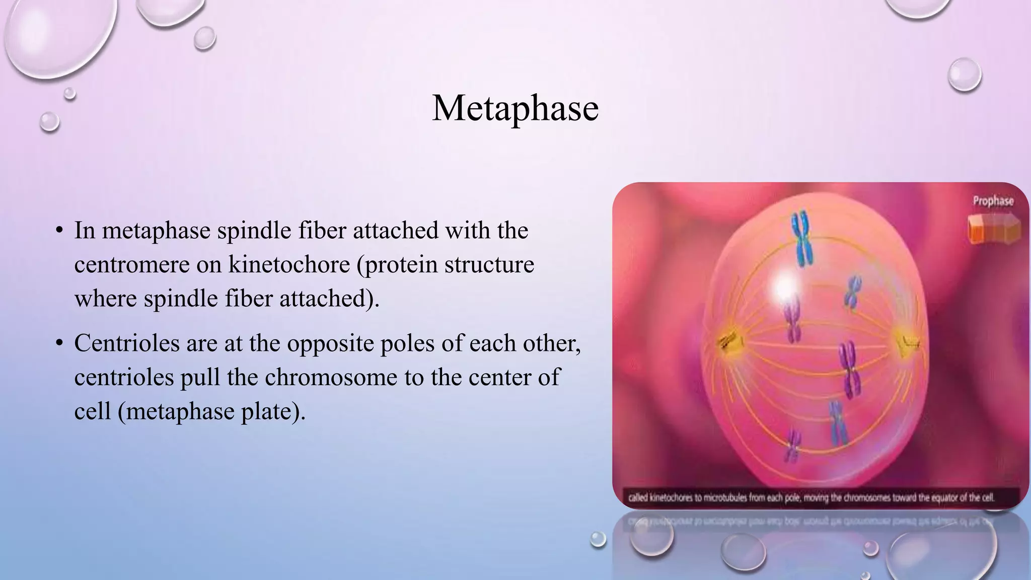 Metaphase
• In metaphase spindle fiber attached with the
centromere on kinetochore (protein structure
where spindle fiber attached).
• Centrioles are at the opposite poles of each other,
centrioles pull the chromosome to the center of
cell (metaphase plate).
 