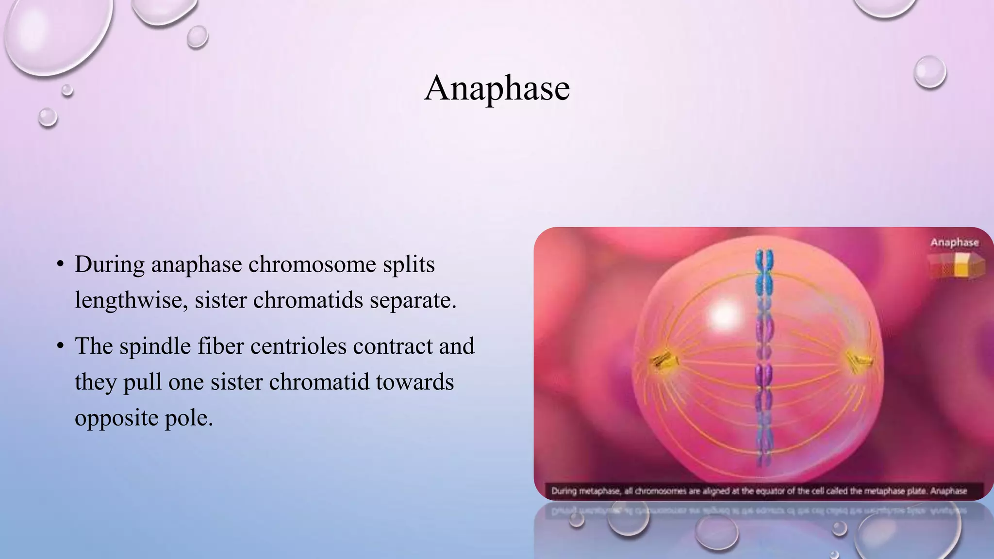 Anaphase
• During anaphase chromosome splits
lengthwise, sister chromatids separate.
• The spindle fiber centrioles contract and
they pull one sister chromatid towards
opposite pole.
 